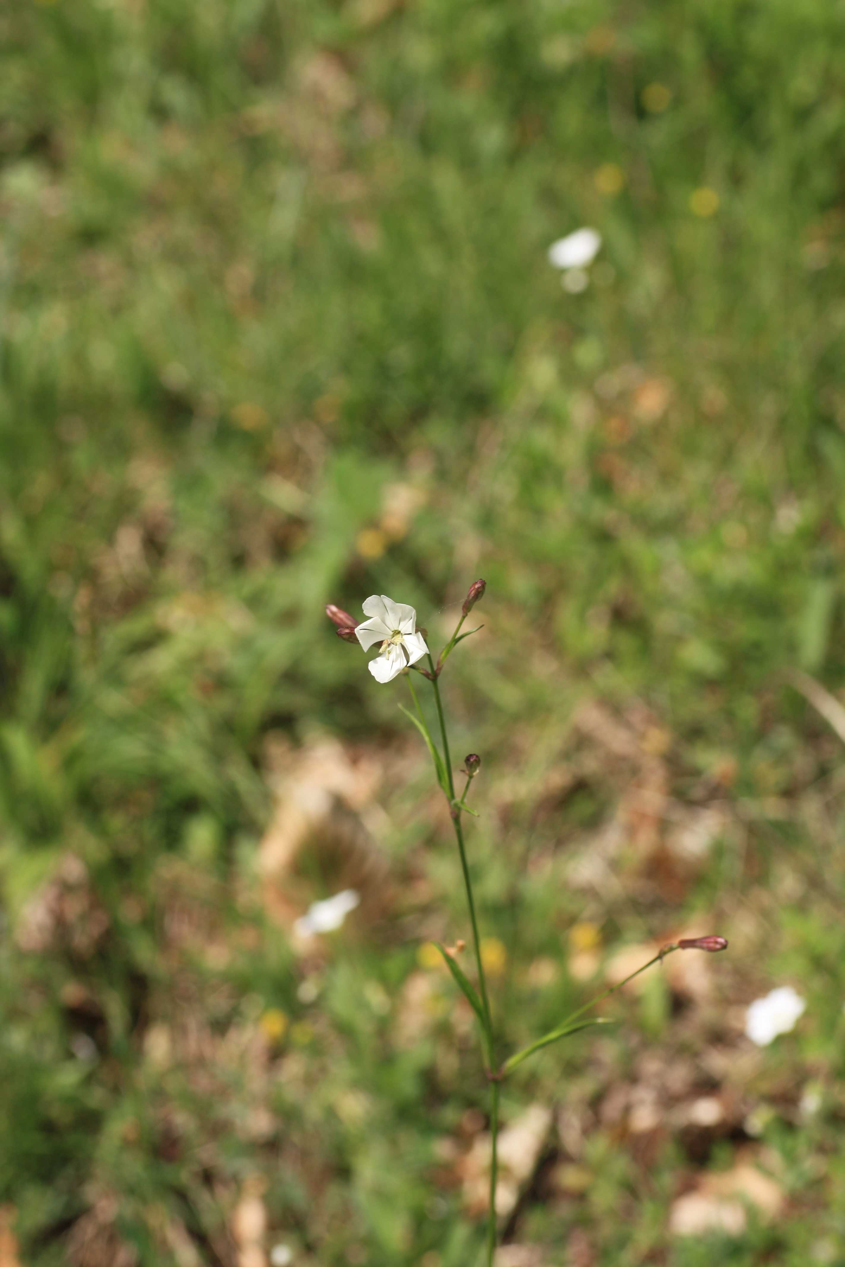 parco dei monti simbruini - Silene sp.