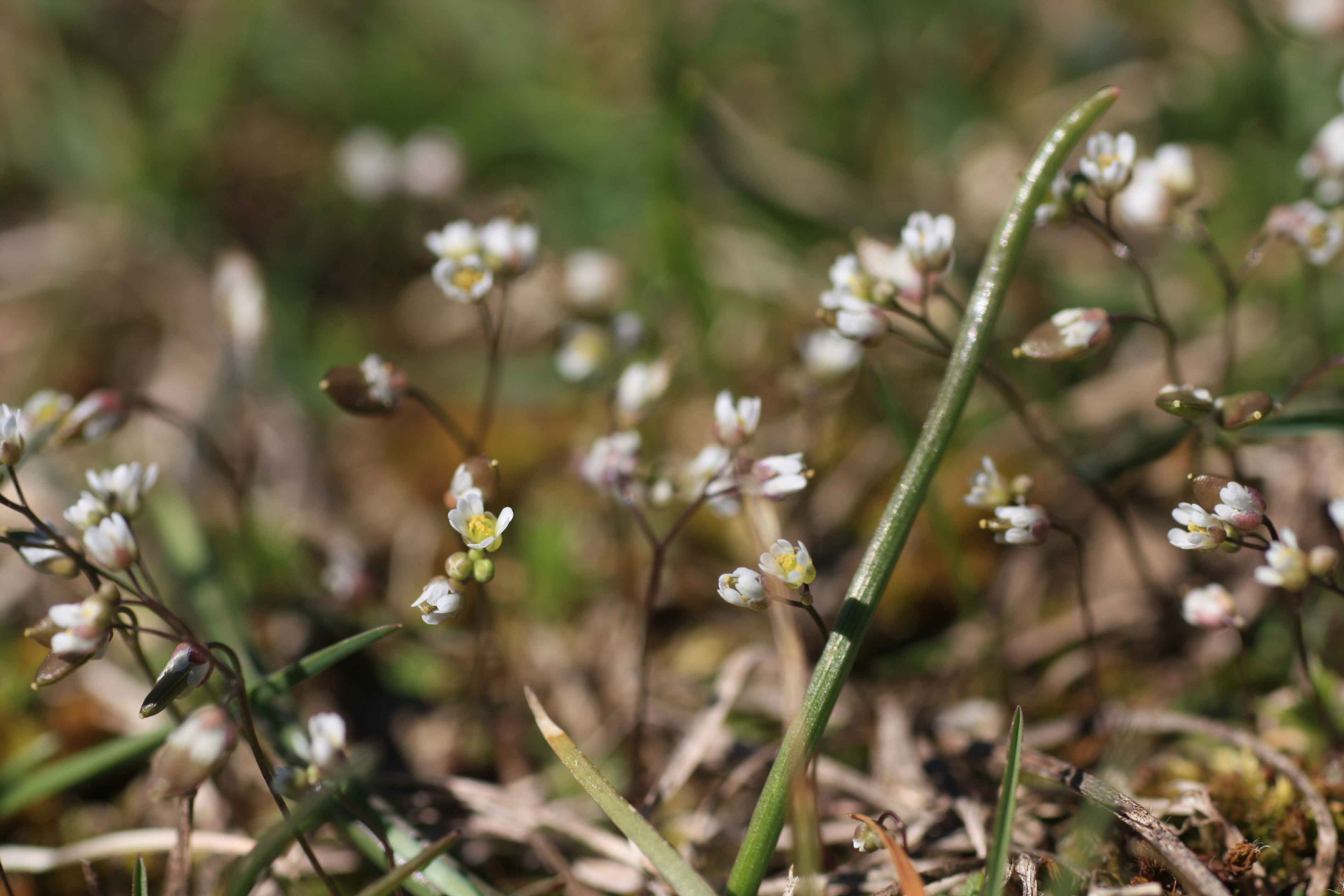 Erophila verna