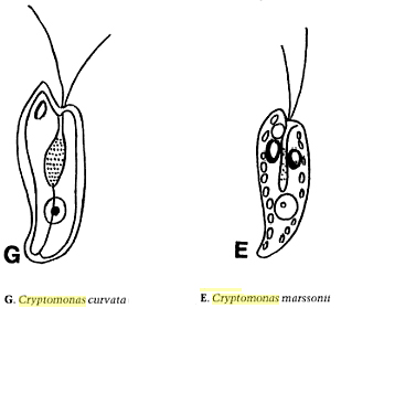 Oxyrrhis marina, dinoflagellato marino