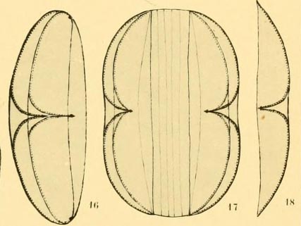 Due diatomee marine, lo stesso nome
