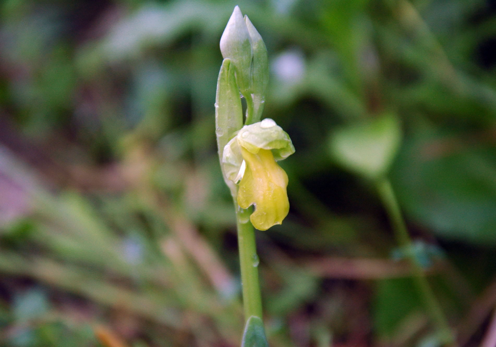 esemplare albino