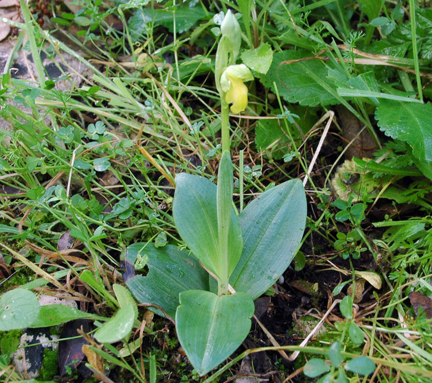 esemplare albino