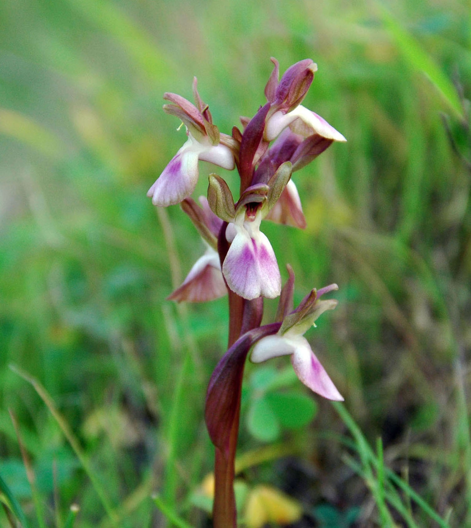 Anacamptis collina /  Orchide a sacco