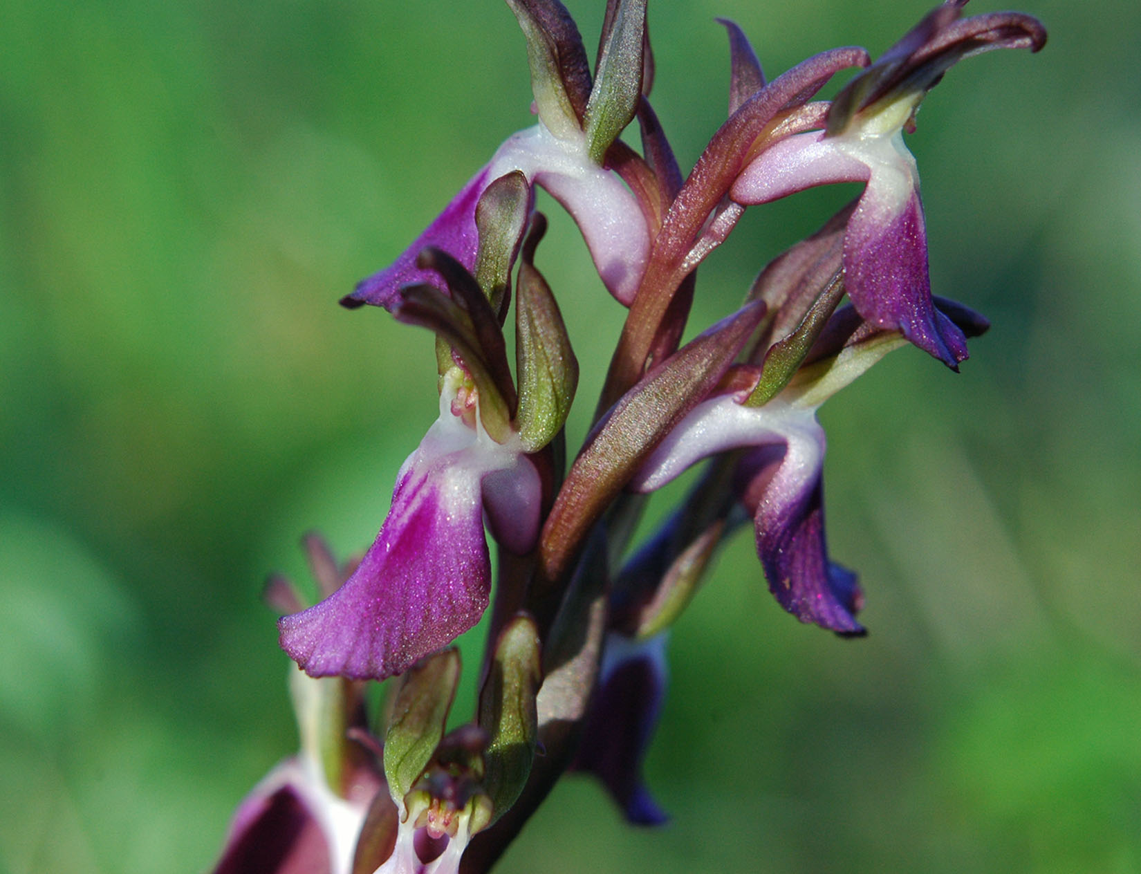 Anacamptis collina /  Orchide a sacco