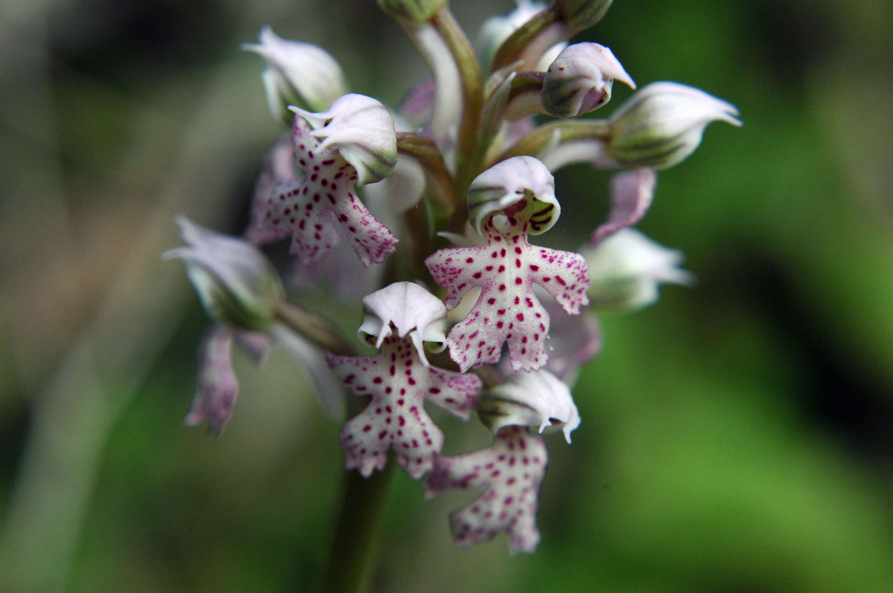 ritrovamento a S.E. Neotinea lactea