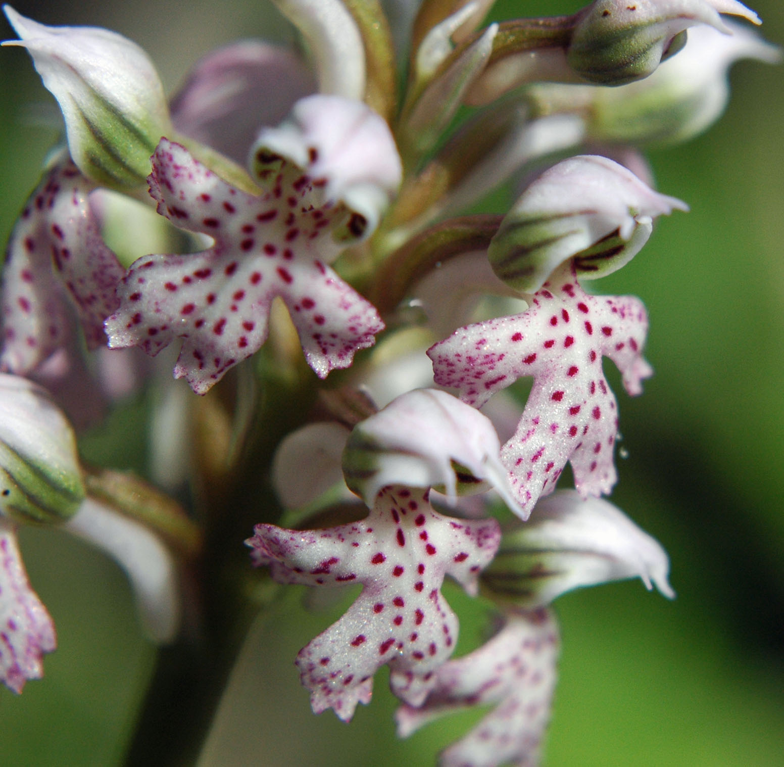 ritrovamento a S.E. Neotinea lactea