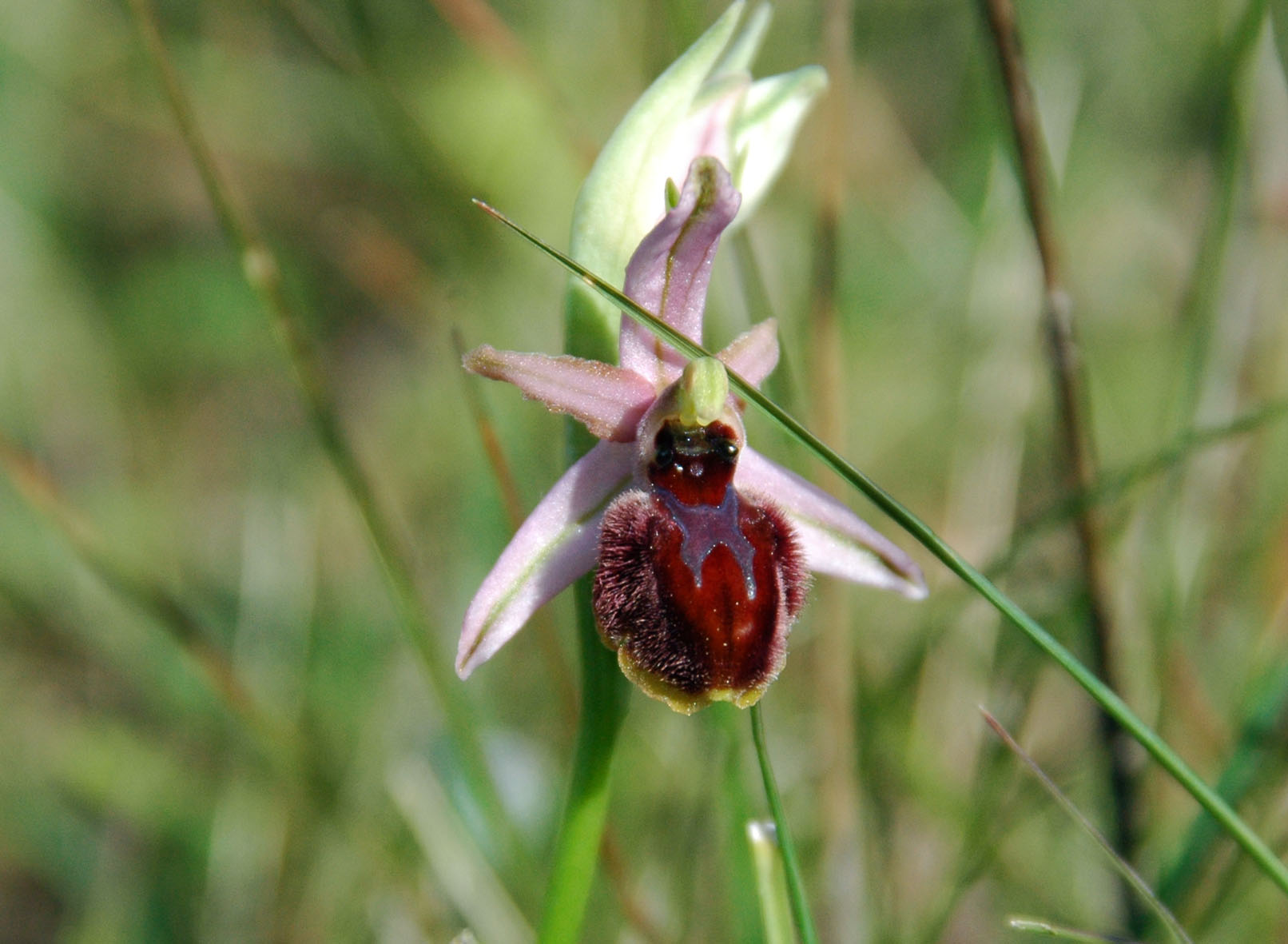 Ophrys sphegodes da determinare