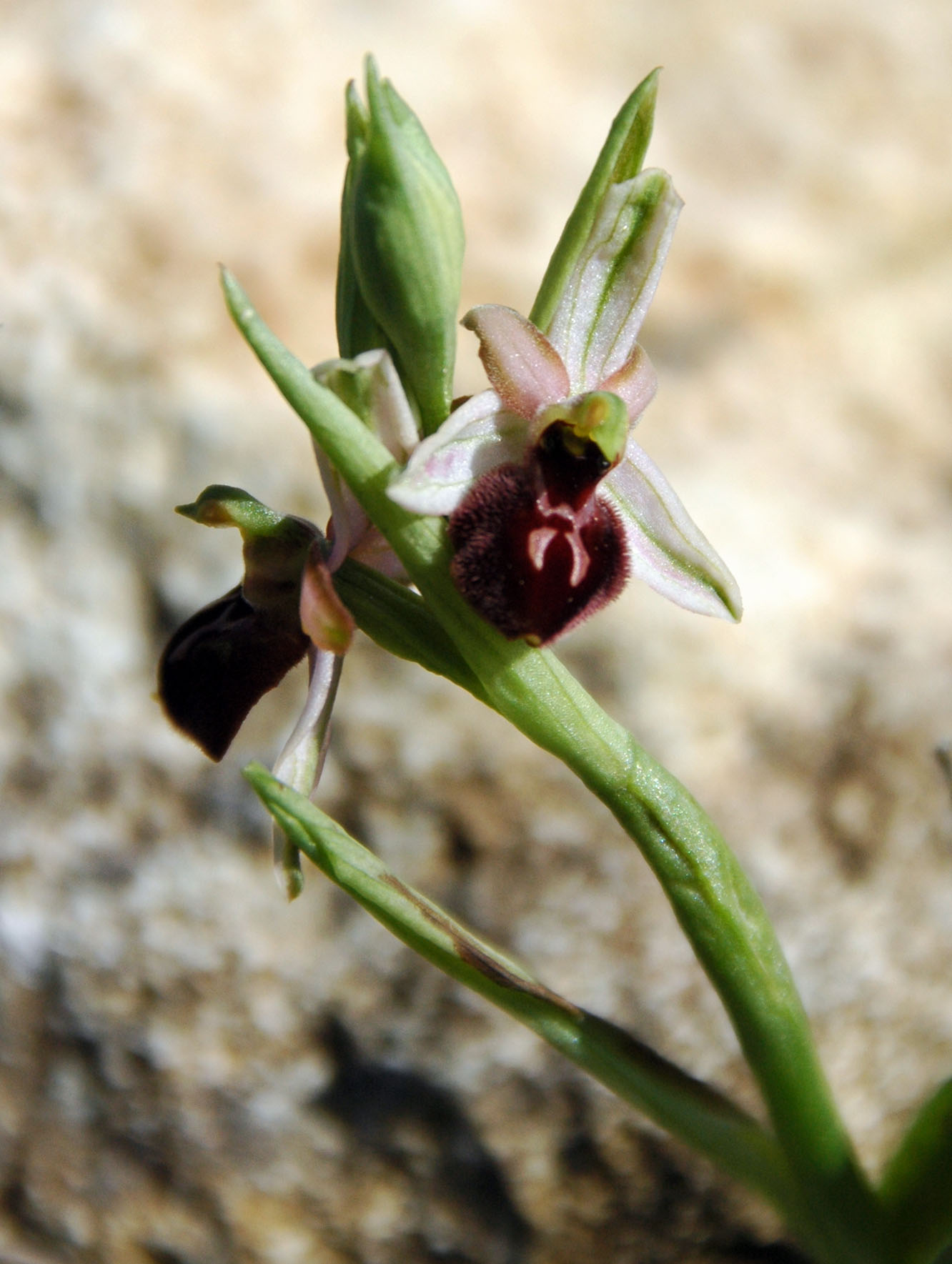 Ophrys sphegodes da determinare