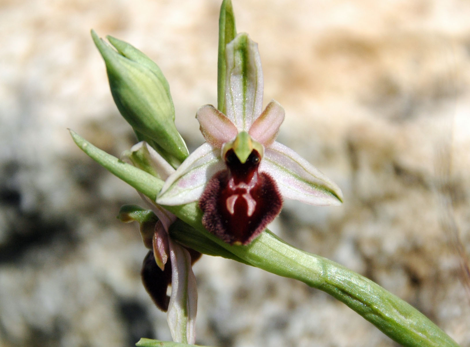 Ophrys sphegodes da determinare