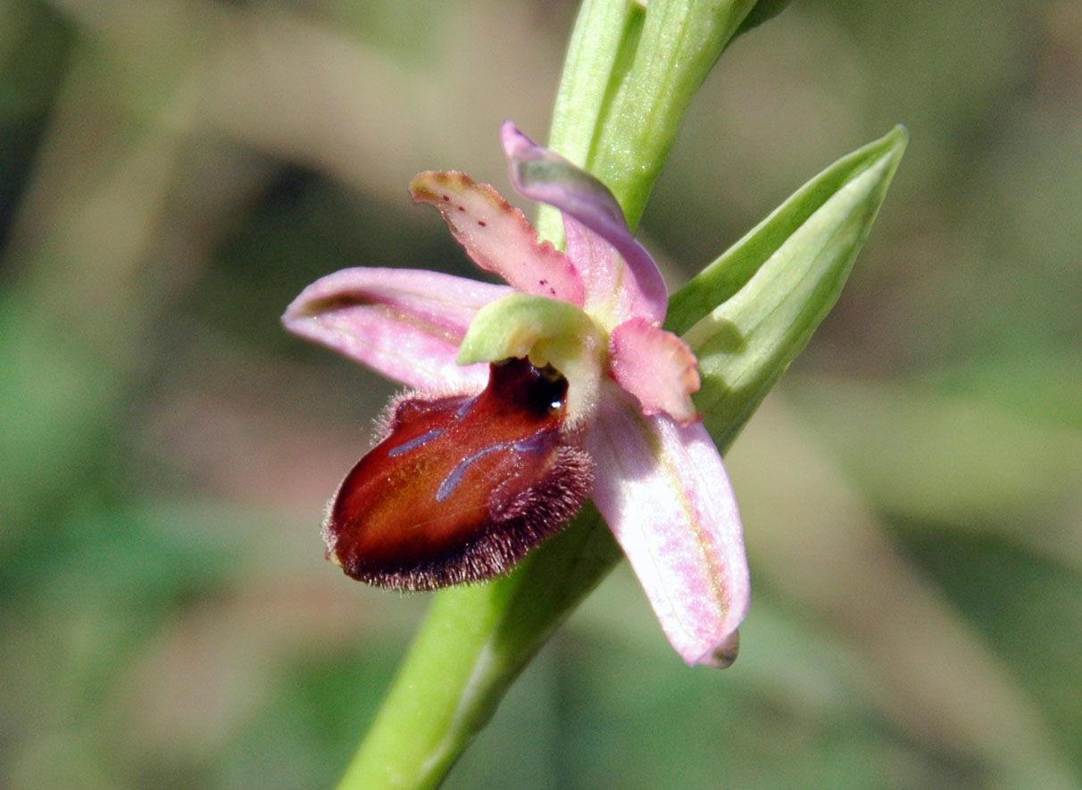 Ophrys sphegodes da determinare