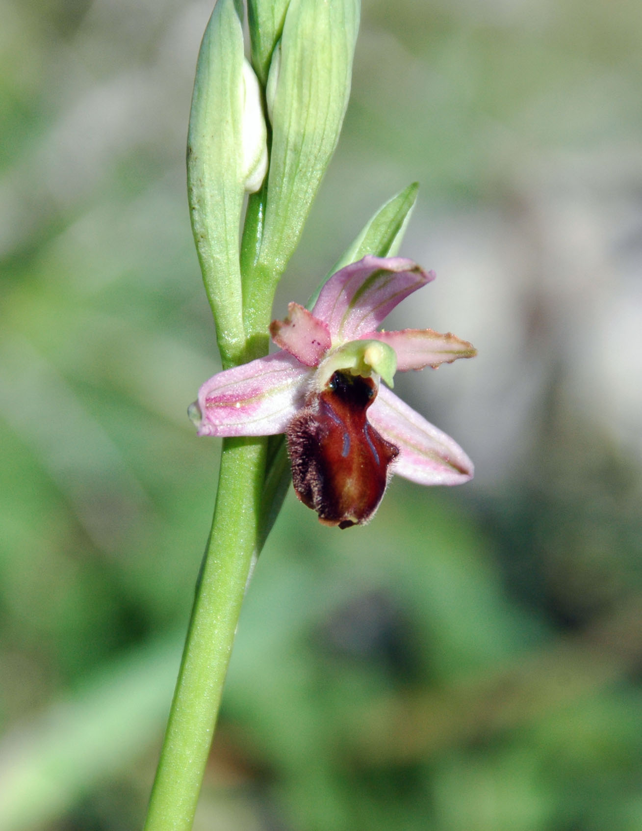 Ophrys sphegodes da determinare