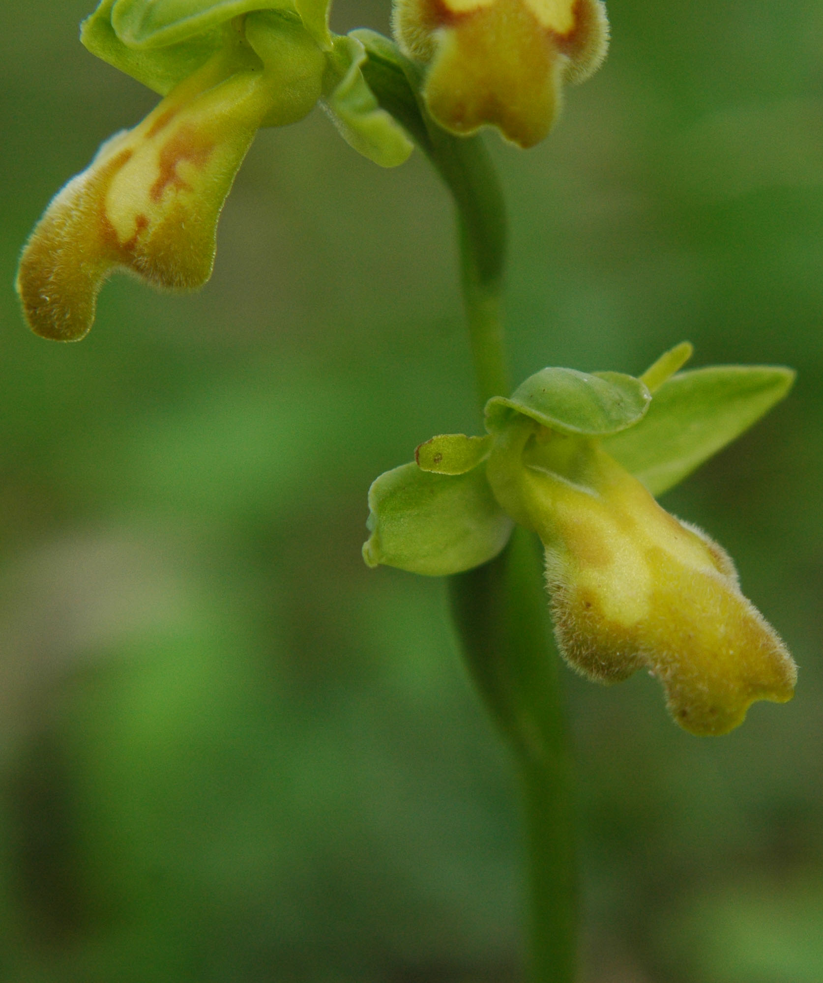 variabilit O. lupercalis?