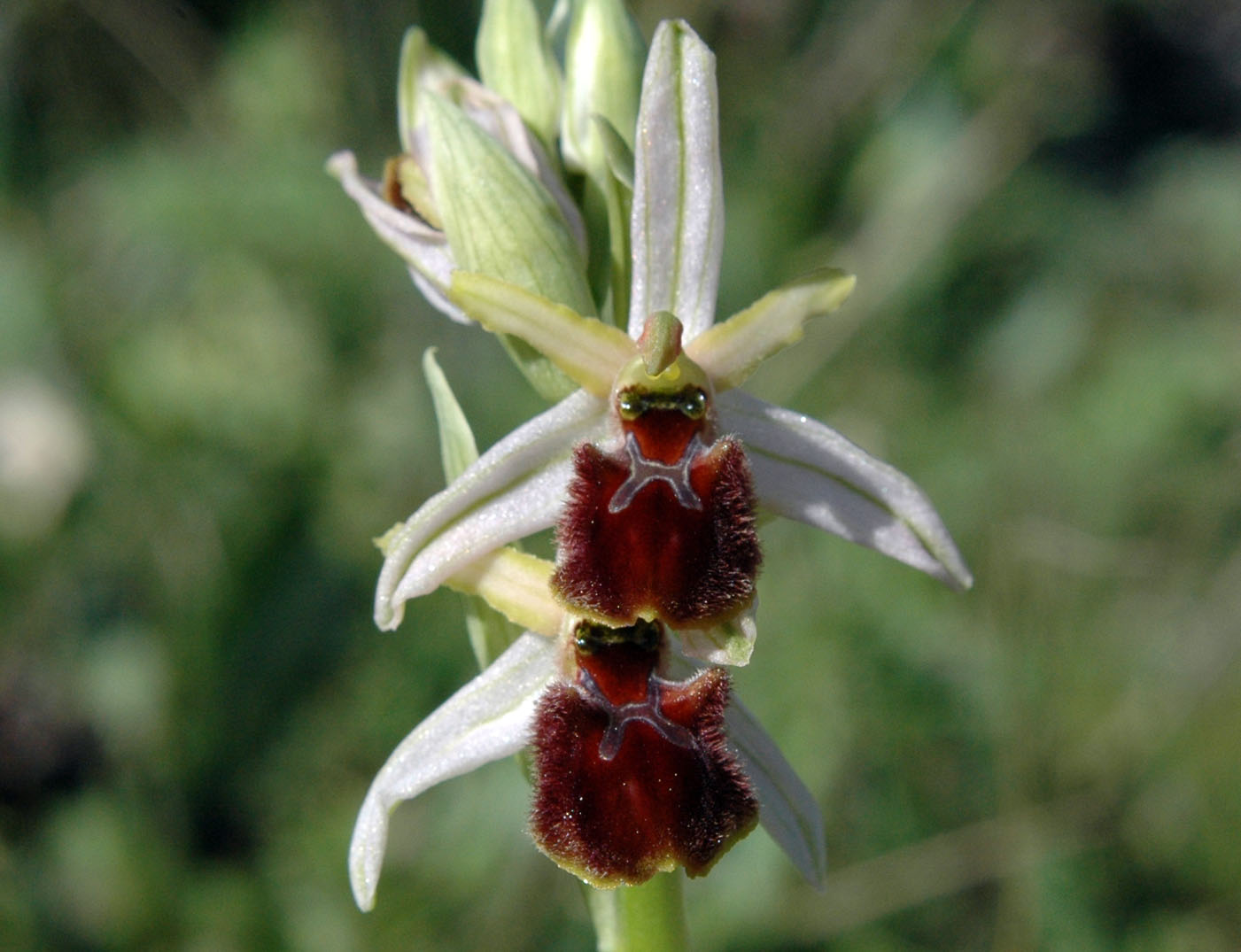 Ophrys exaltata o altro? Serve il vs aiuto