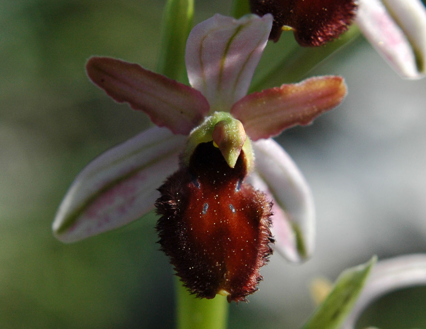 Ophrys exaltata o altro? Serve il vs aiuto