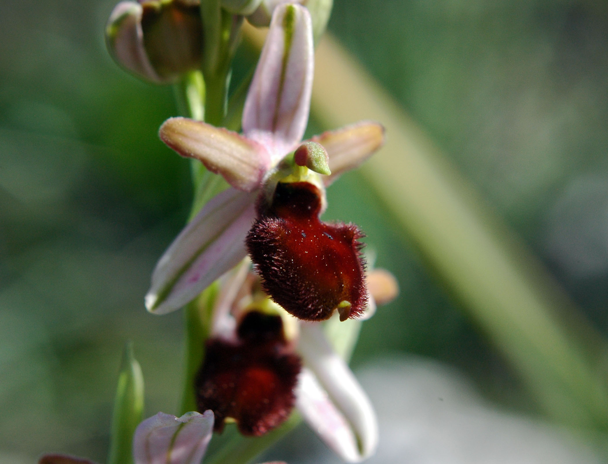 Ophrys exaltata o altro? Serve il vs aiuto