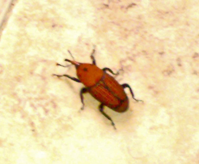 insetto da identificare: Rhynchophorus ferrugineus