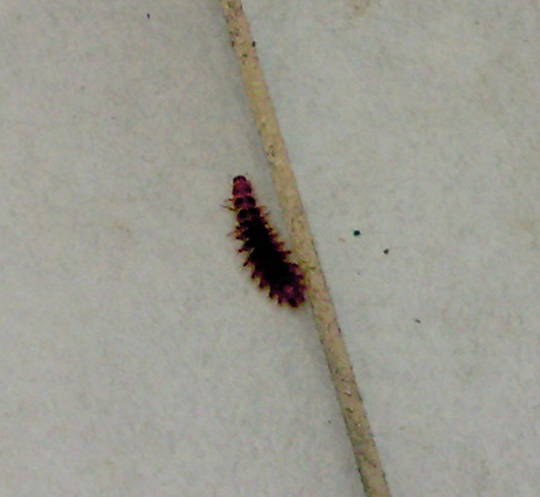 Larva di Drilidae