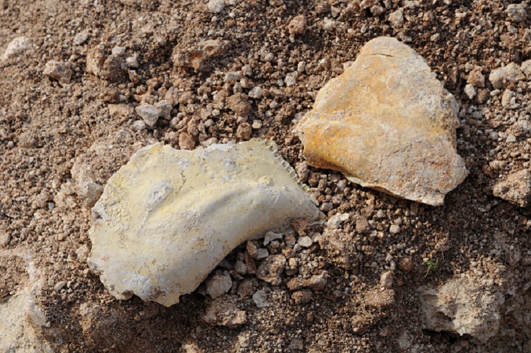 Fossile del Gargano da determinare