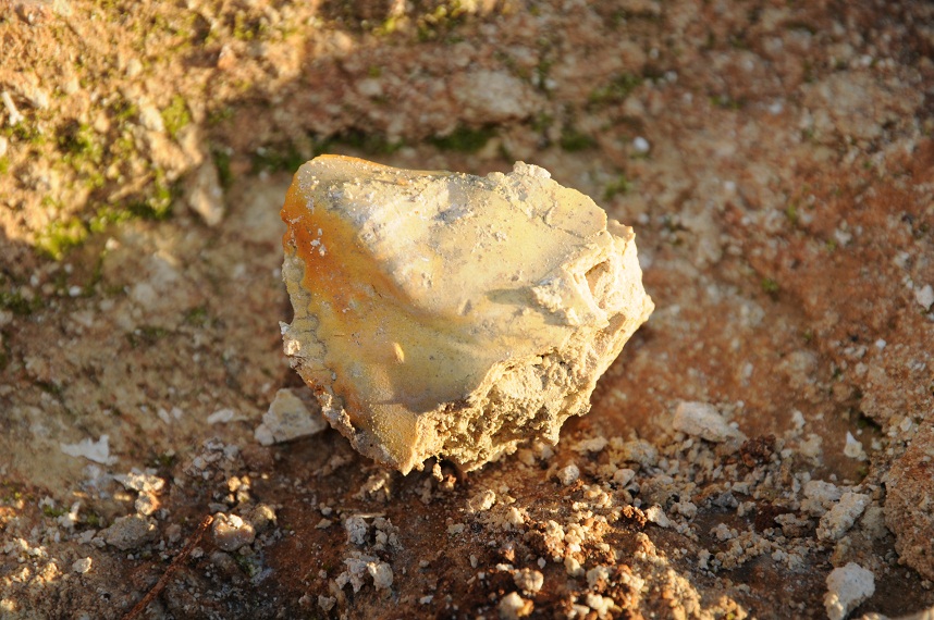 Fossile del Gargano da determinare