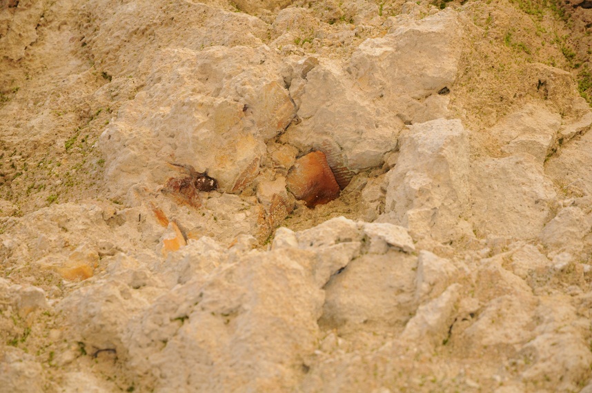 Fossile del Gargano da determinare