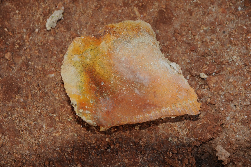 Fossile del Gargano da determinare