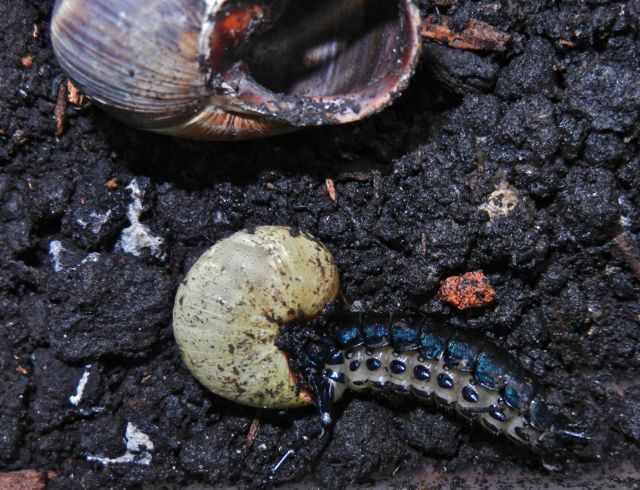 Larva di carabus preda Helix