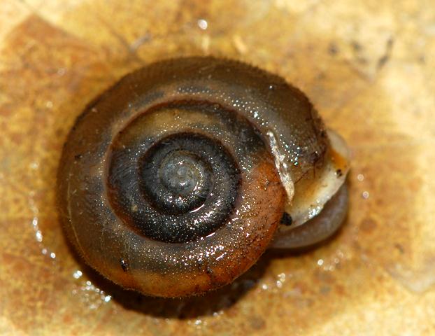 Chilostoma desmoulinsii acrotricha (P.Fischer 1877)