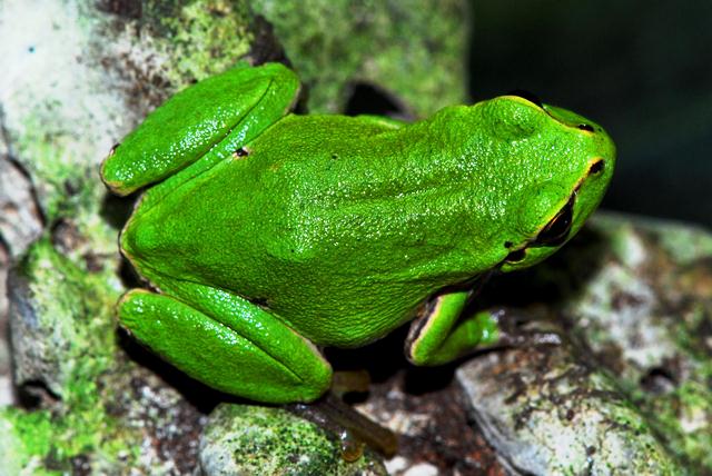 Hyla Arborea chiazzata?!?