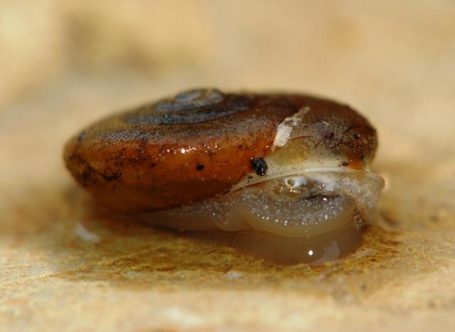 Chilostoma desmoulinsii acrotricha (P.Fischer 1877)