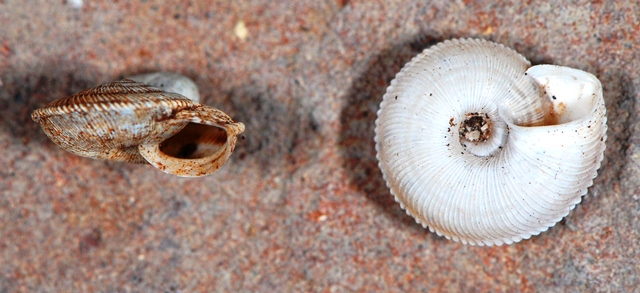 Higromiidae misterioso - Xerocrassa barceloi