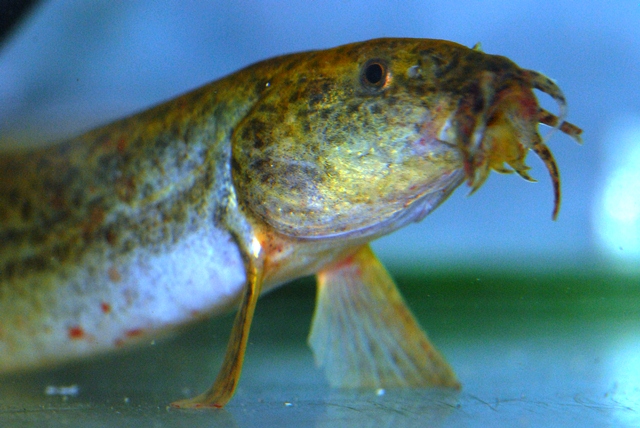 Misgurnus anguillicaudatus