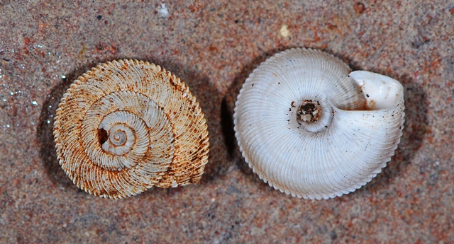 Higromiidae misterioso - Xerocrassa barceloi