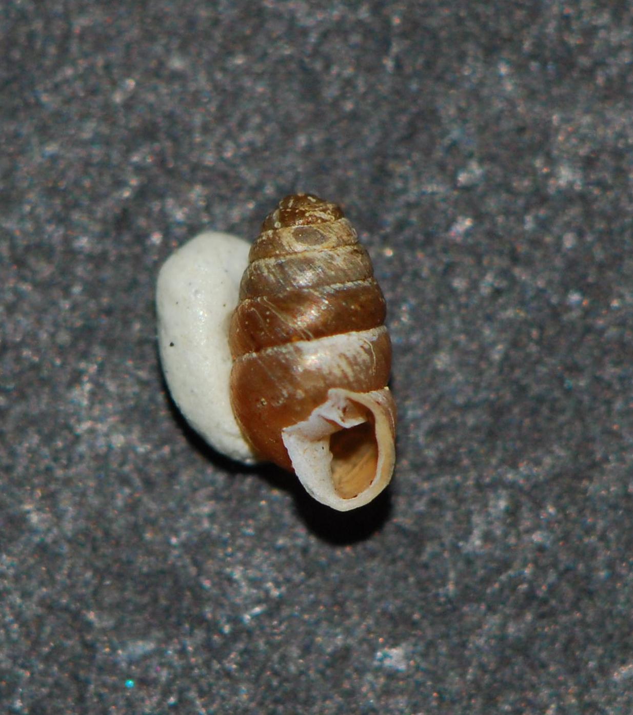 Lauria cylindracea Francia