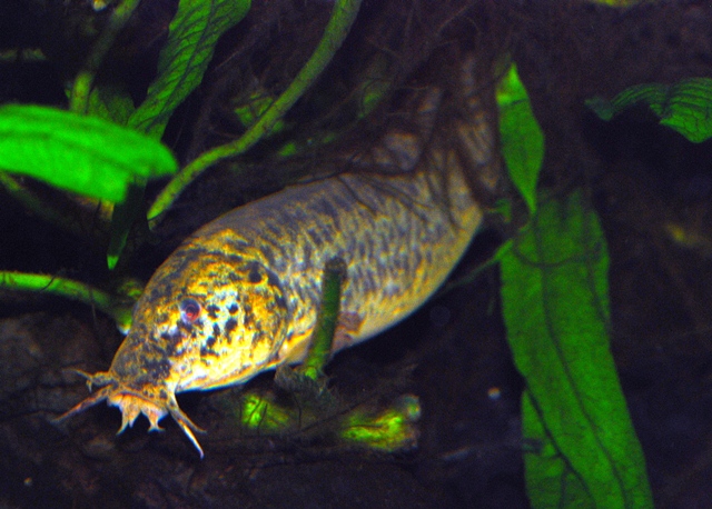 Misgurnus anguillicaudatus