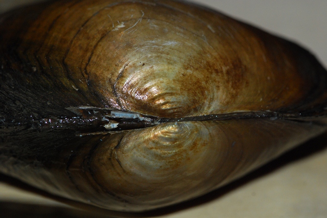 Banda del buco colpisce ancora