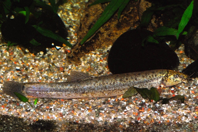 Misgurnus anguillicaudatus