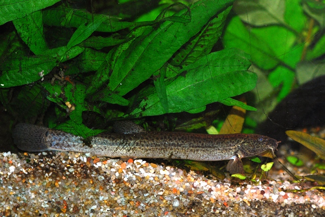 Misgurnus anguillicaudatus