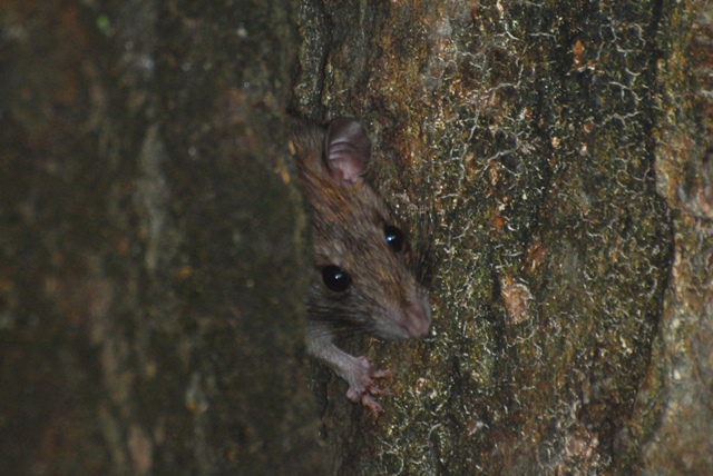 La lepre e.... una pantegana ??....un Rattus sp.