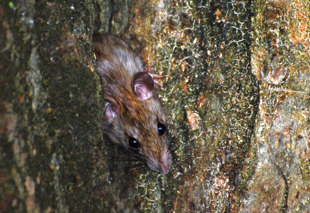 La lepre e.... una pantegana ??....un Rattus sp.