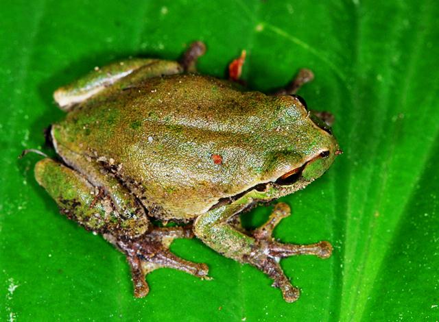 Hyla Arborea chiazzata?!?