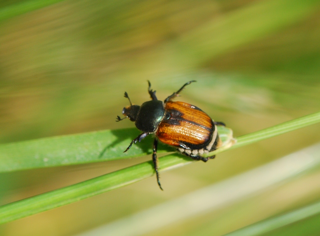 Anisoplia cfr monticola (Rutelidae)