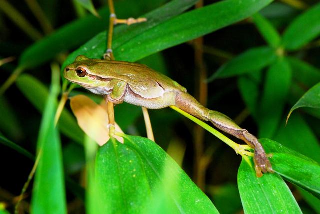 Hyla Arborea chiazzata?!?