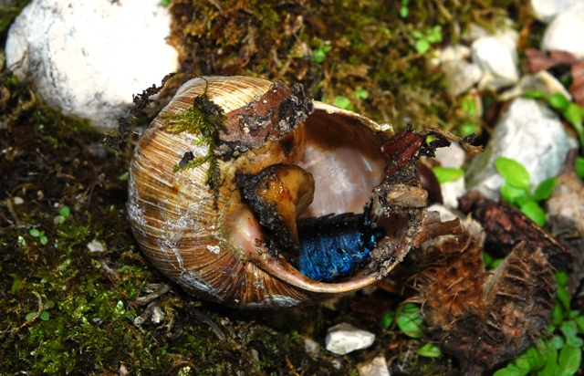 Larva di carabus preda Helix