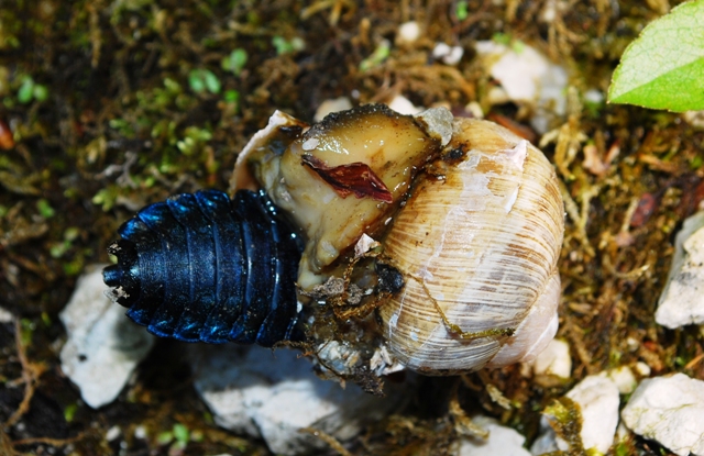 Larva di carabus preda Helix