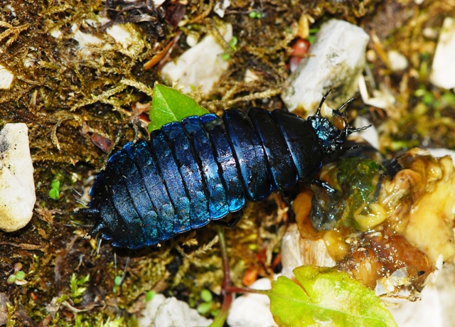 Larva di carabus preda Helix