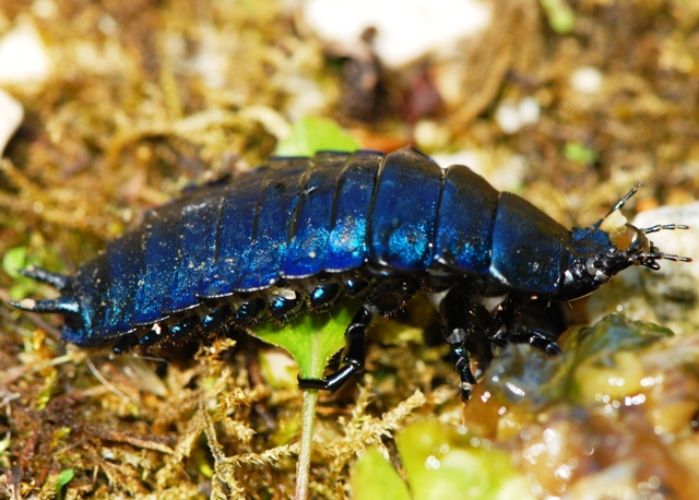 Larva di carabus preda Helix