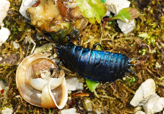 Larva di carabus preda Helix