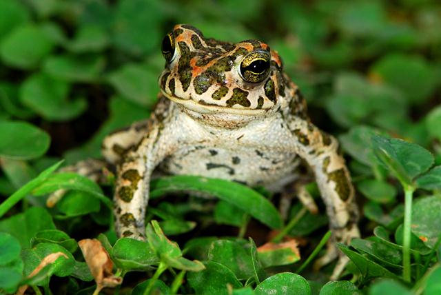 Pseudepidalea viridis bolognese - Bufotes balearicus