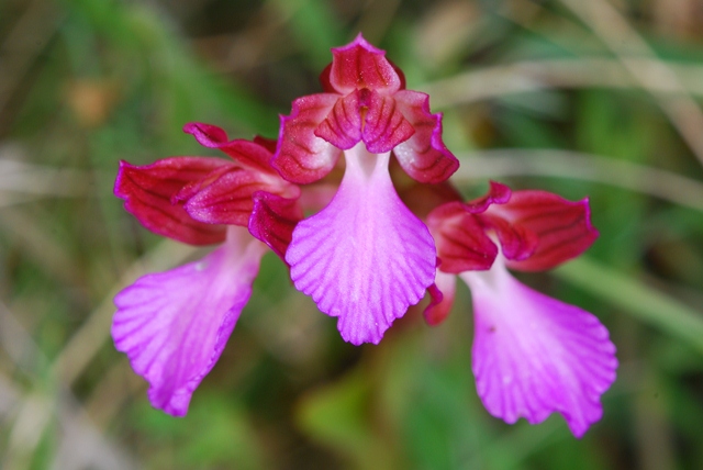 Orchidee istriane