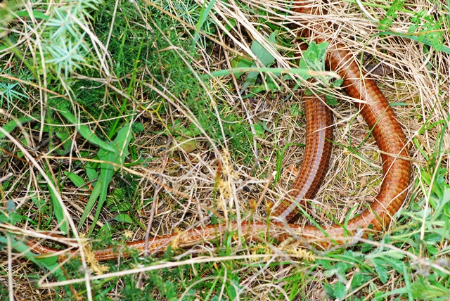 Ophisaurus apodus